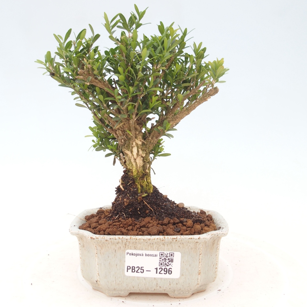 Bonsai pokojowe - Buxus harlandii - buxus korkowy