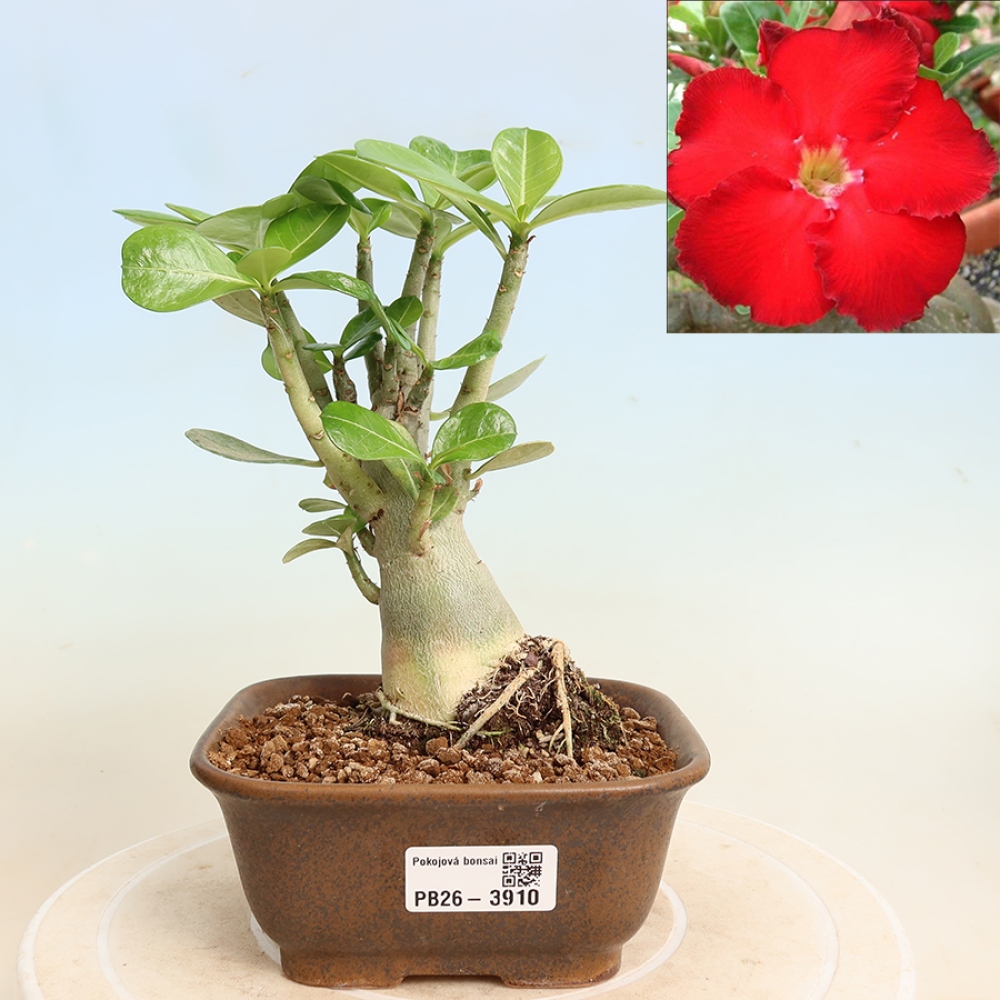 Bonsai pokojowe – Adenium obesum Red Star – Róża pustynna