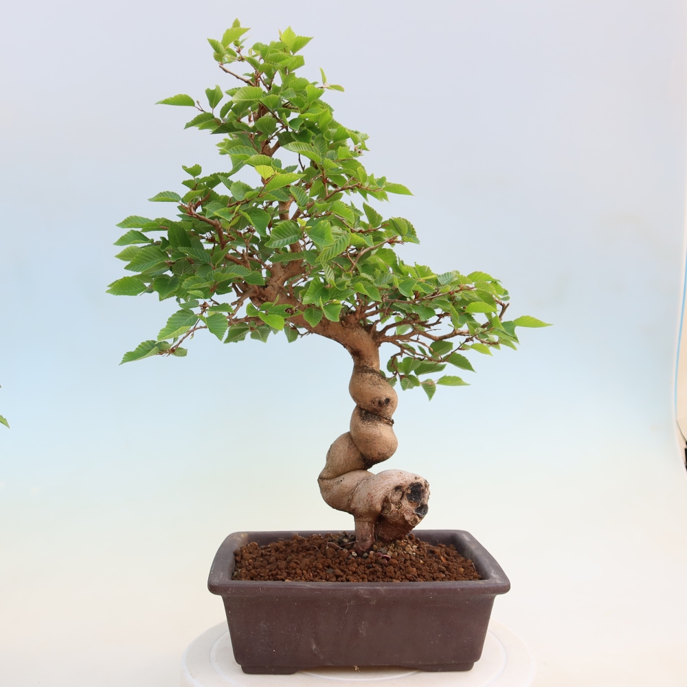 Outdoor bonsai - Carpinus coreana - grab koreański