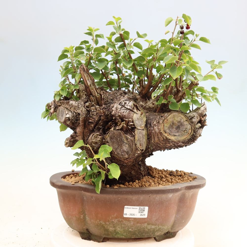 Bonsai ogrodowe – Mahalebka – Prunus mahaleb