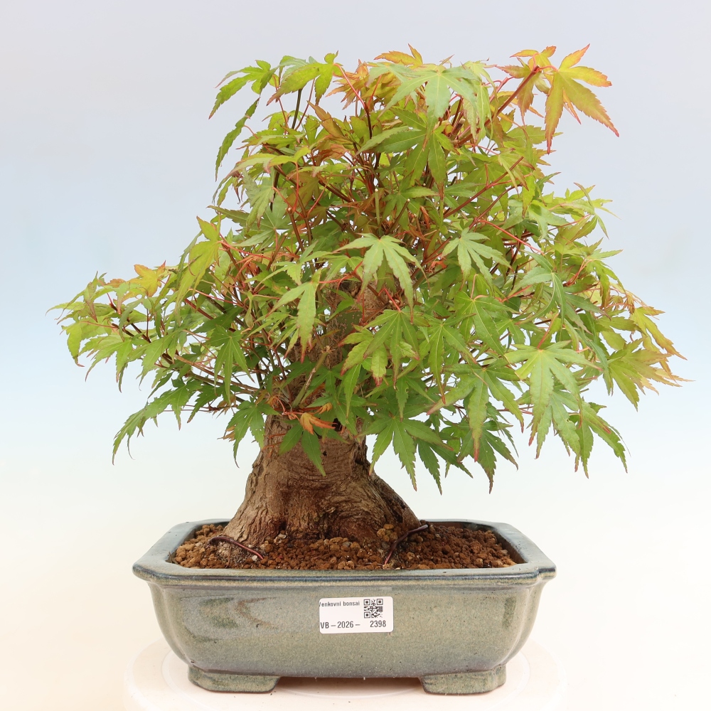 Outdoor bonsai - Klon burgeryjski - Acer burgerianum