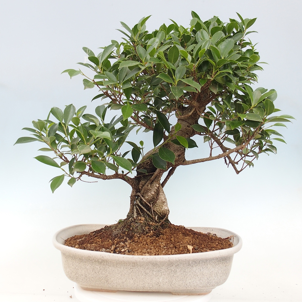 Bonsai pokojowe - Ficus kimmen - figowiec drobnolistny - WYŁĄCZNIE ODBIÓR OSOBISTY lub transport paletowy