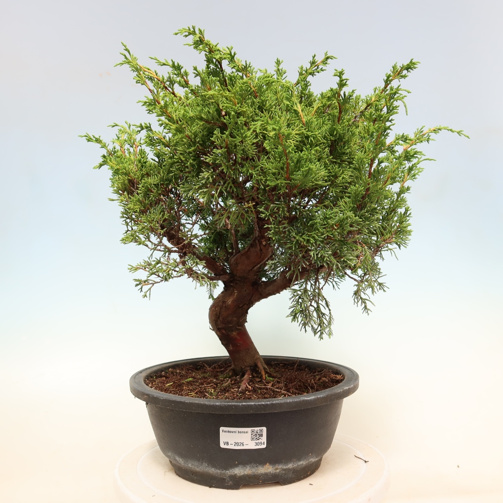 Bonsai ogrodowe – Juniperus chinensis Itoigawa – jałowiec chiński
