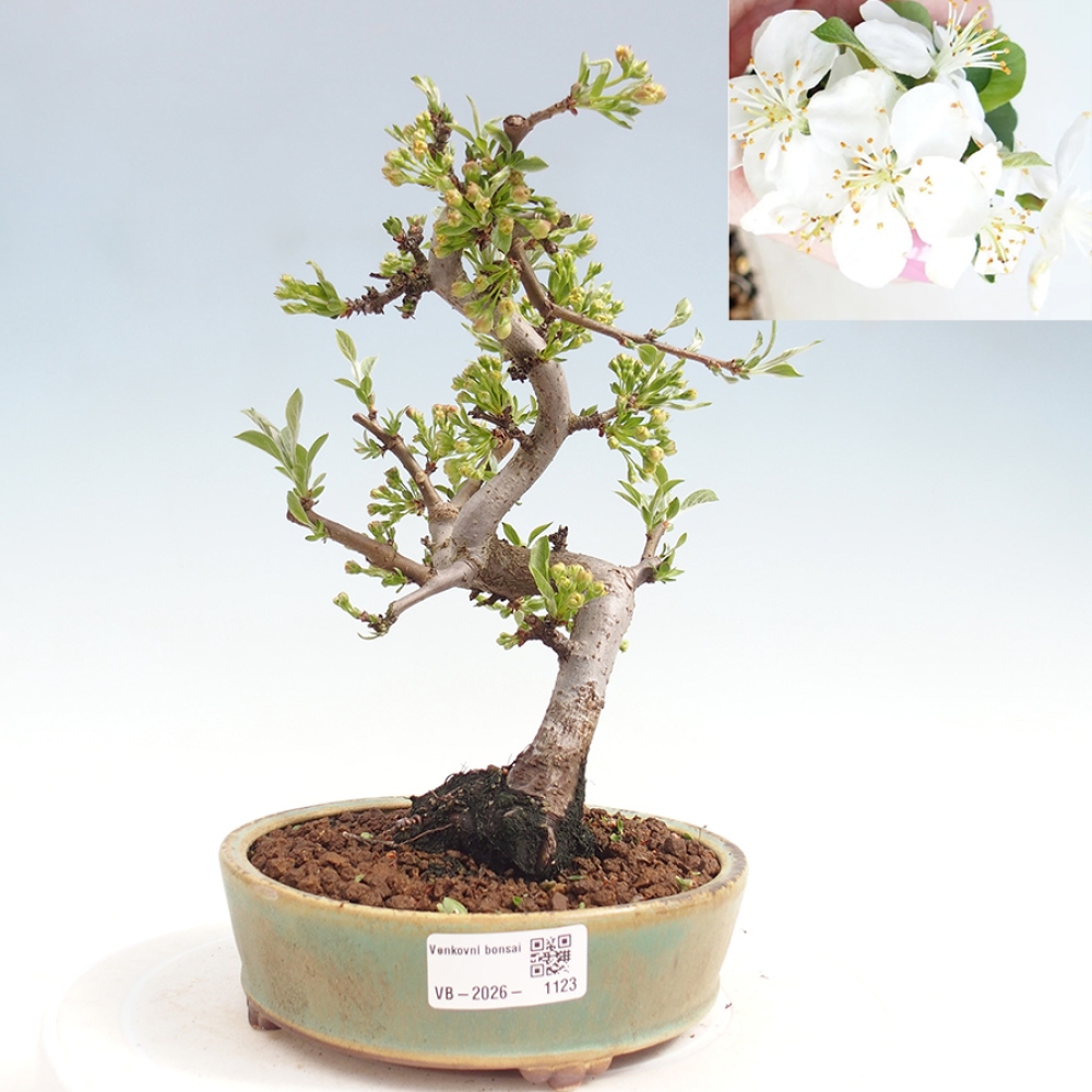 Outdoor bonsai - Malus sargentii - Jabłoń drobnoowocowa