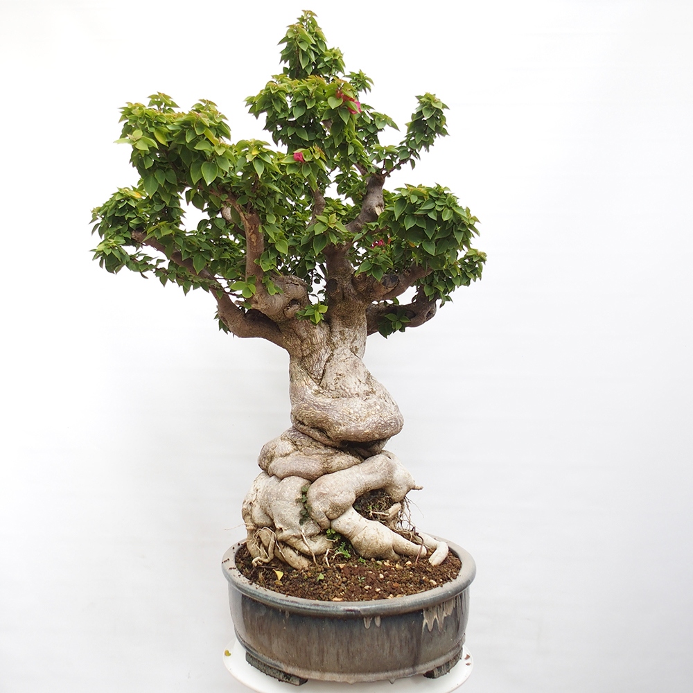 Kryte bonsai - Bouganwilea