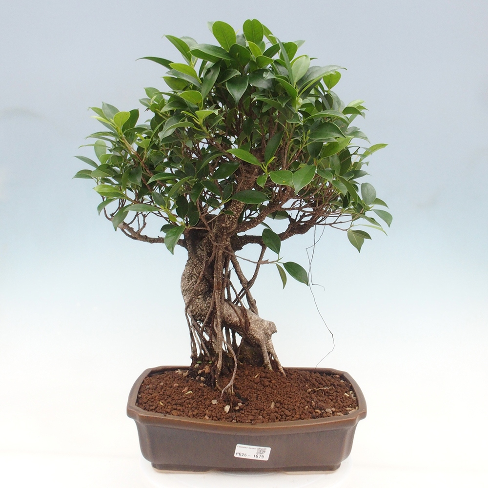 Kryty bonsai - Ficus kimmen - figowiec drobnolistny