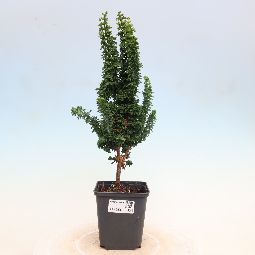 Bonsai zewnętrzne - Cham. obtusa SEKKA HINOKI - Cyprys