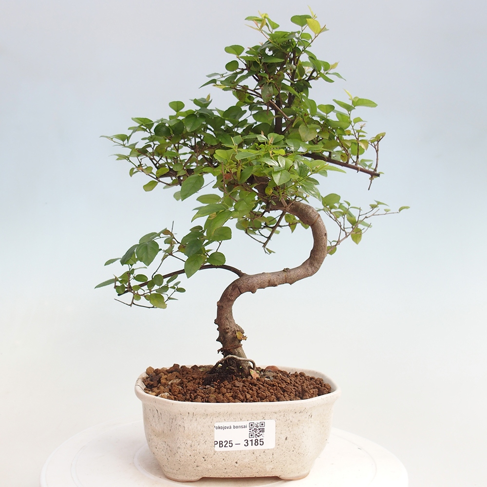 Bonsai wewnętrzne - Sagerécie thea - Sagerécie thea