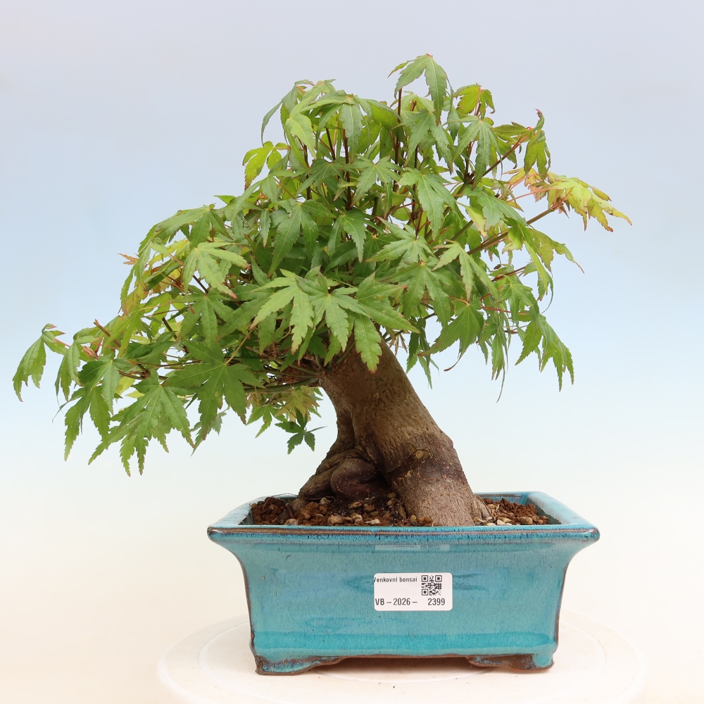 Outdoor bonsai - Klon burgeryjski - Acer burgerianum