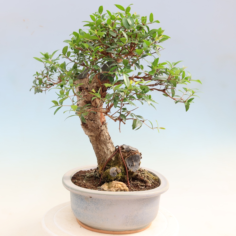 Bonsai pokojowe – Myrtus communis – mirt pospolity