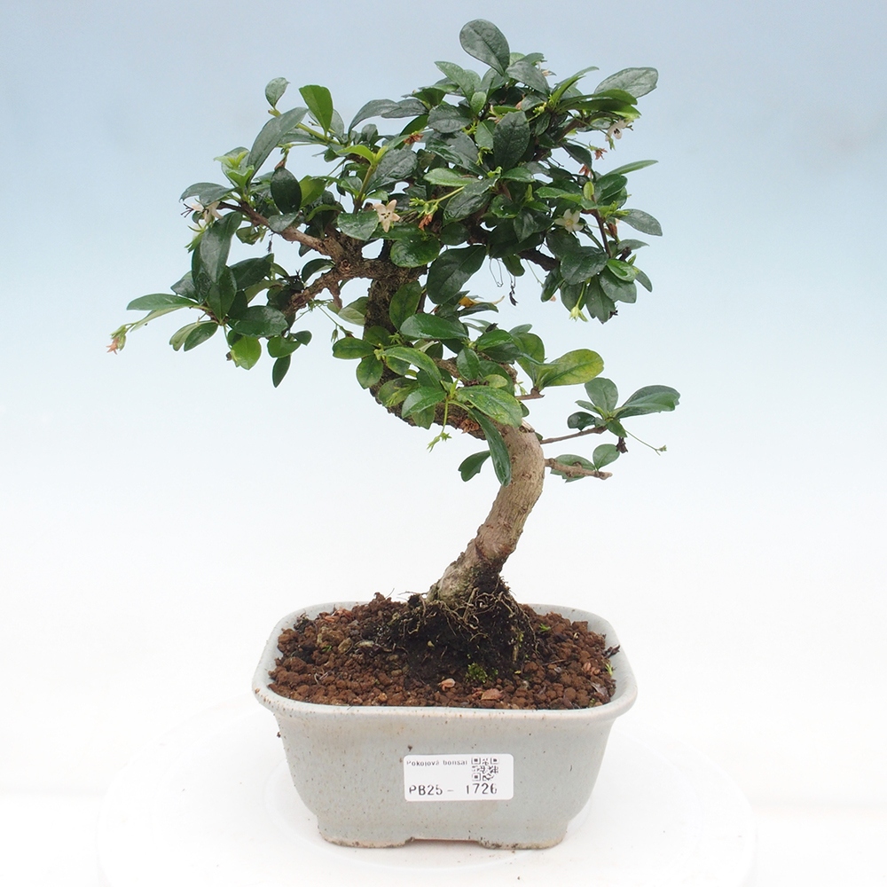 Bonsai wewnętrzne - Carmona makrophylla - Herbata Fuki