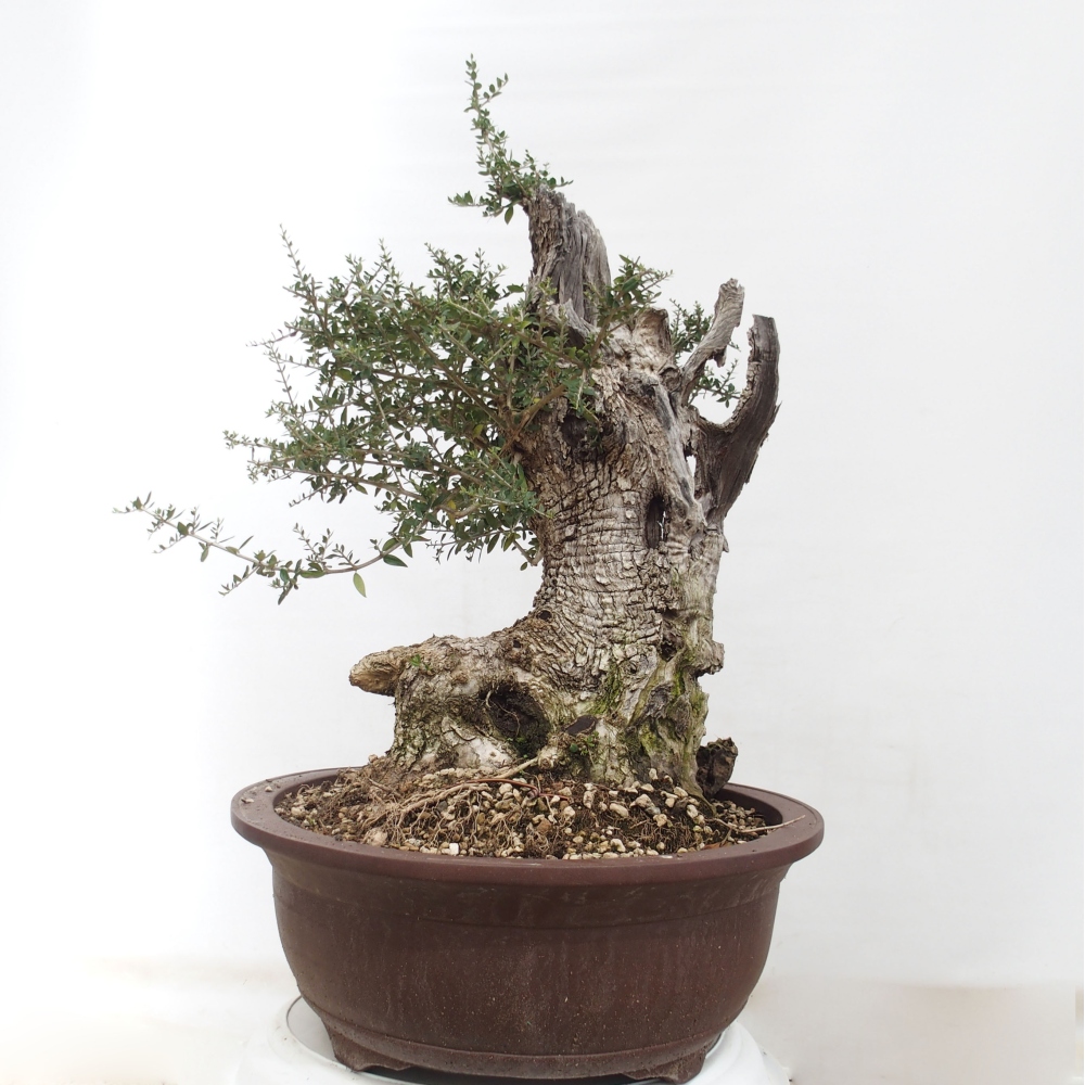 Kryte bonsai - Olea europaea sylvestris - Europejska oliwa z małych liści