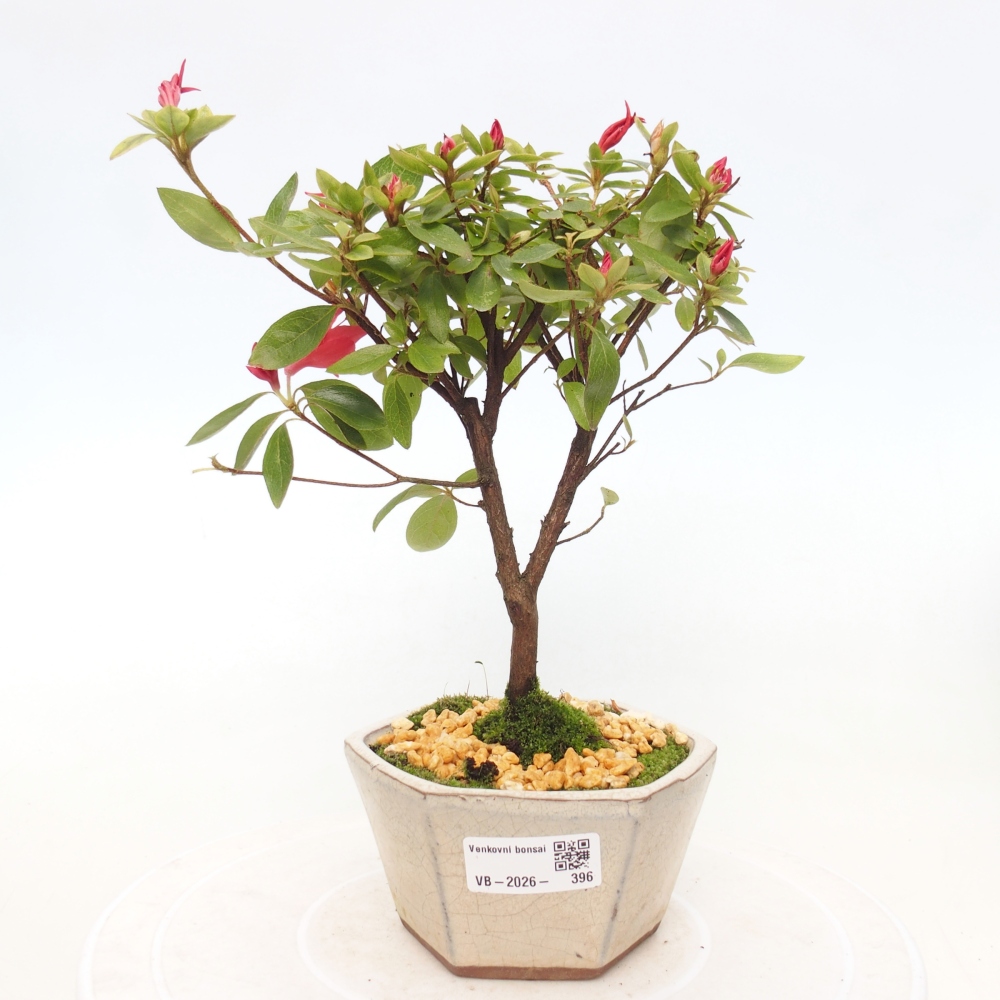 Outdoor bonsai - Azalia japońska - Azalea sp.