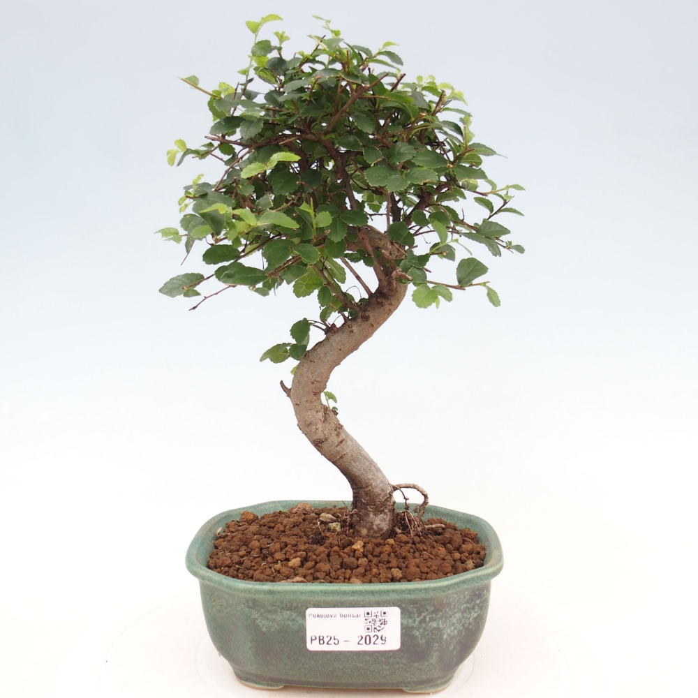 Bonsai wewnętrzne - Ulmus parvifolia - Wiąz drobnolistny