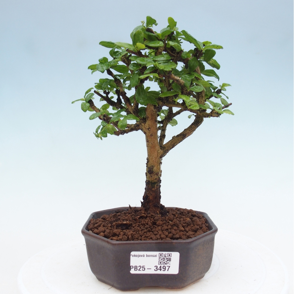 Bonsai pokojowe - Carmona macrophylla - Tea fuki