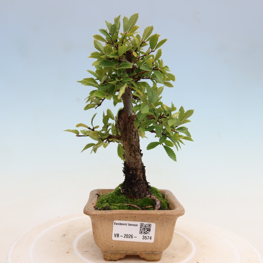 Bonsai zewnętrzne - Zelkova - Zelkova NIRE