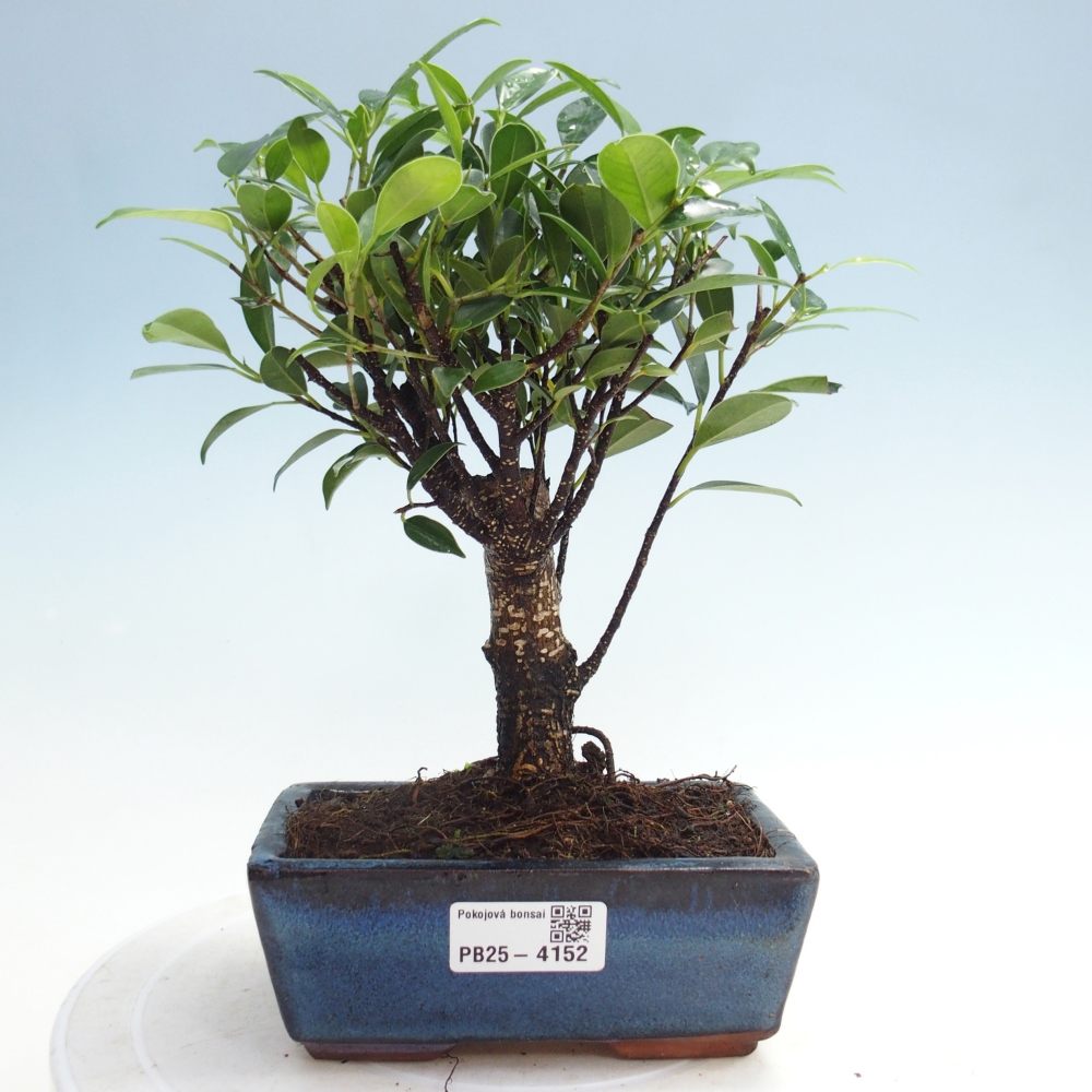 Pokój bonsai - Ficus retusa - figowiec drobnolistny