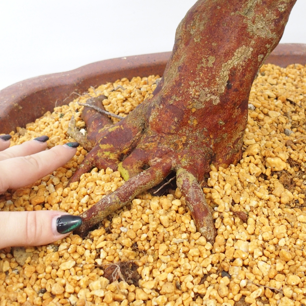 Bonsai zewnętrzne - Azalia japońska - Azalia Miyabihime