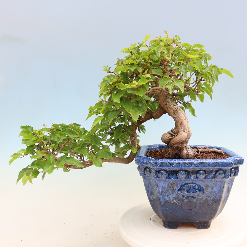 Outdoor bonsai - Carpinus coreana - grab koreański