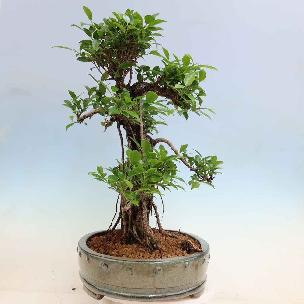 Pokój bonsai - Ficus kimmen - figowiec drobnolistny