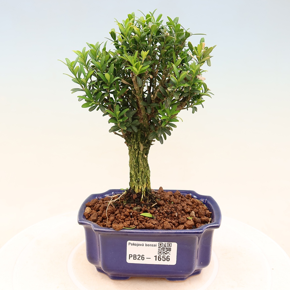 Pokój bonsai - Buxus harlandii - buxus korkowy
