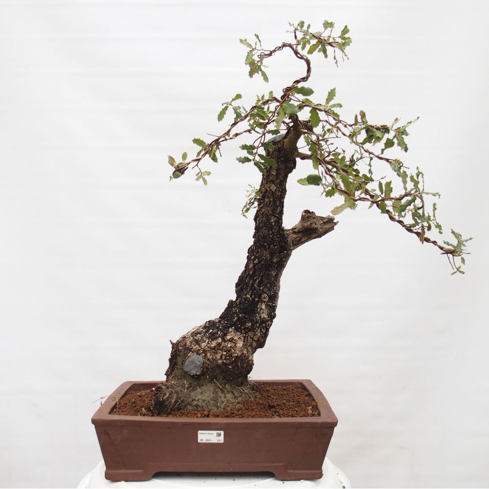 Yamadori - Quercus Ilex - Dąb ostrokrzewowy