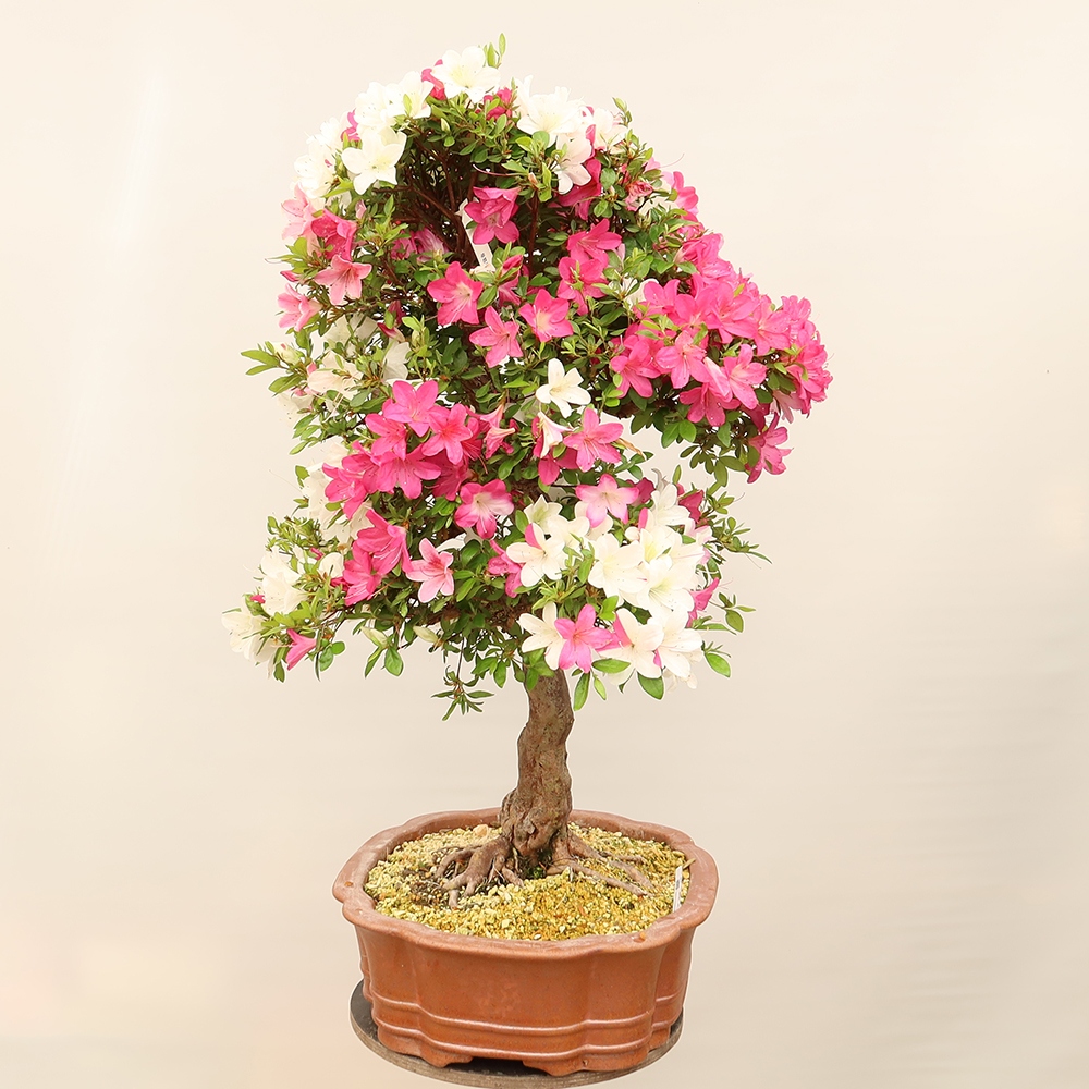Bonsai zewnętrzne - Azalia japońska - Azalia Sayaka