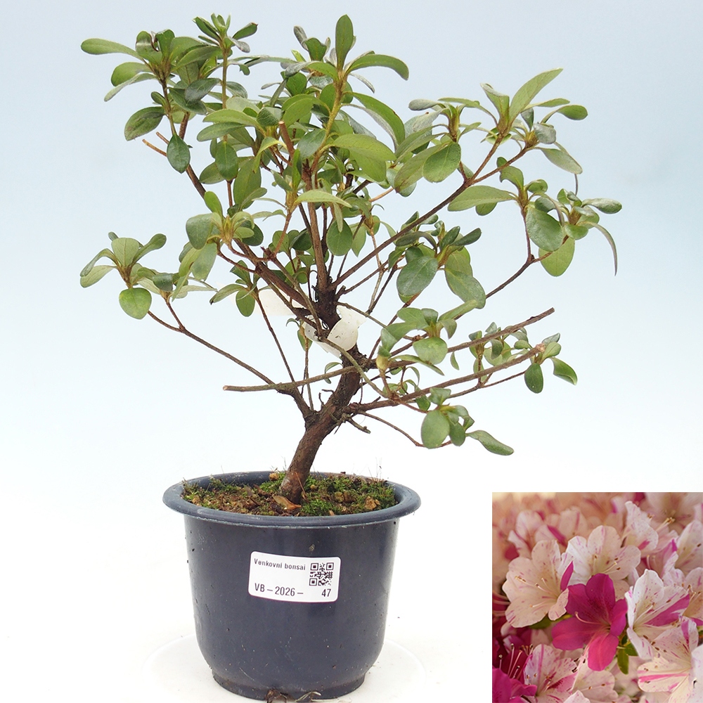 Bonsai zewnętrzne - Azalia japońska - Azalia Kaminoyamakirin