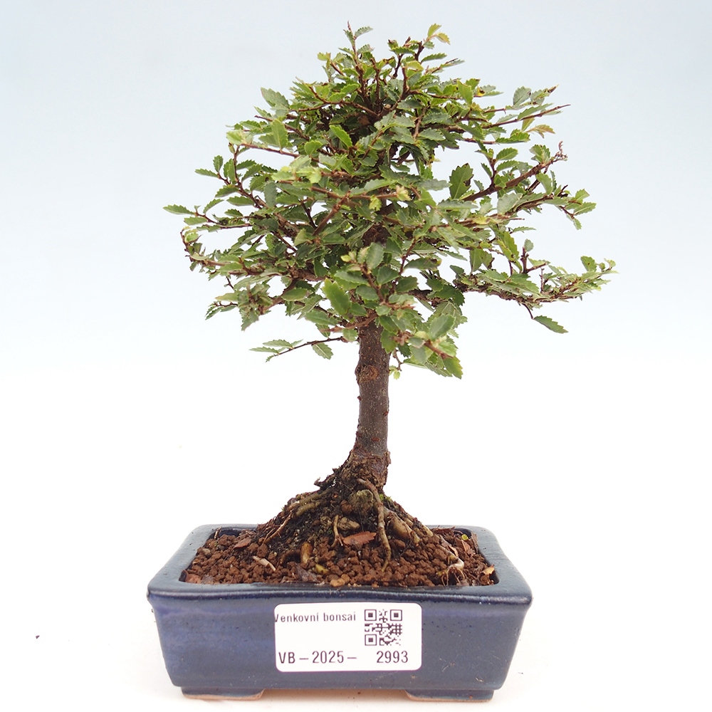 Bonsai zewnętrzne - Ulmus parvifolia Sagei - Wiąz drobnolistny