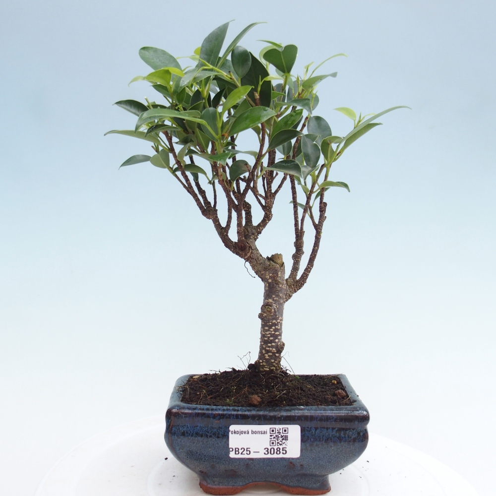 Pokojová bonsai - Ficus retusa - malolistý fíkus