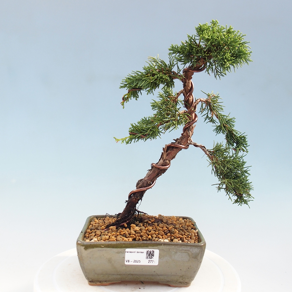 Bonsai zewnętrzne - Juniperus chinensis Kishu - Jałowiec chiński