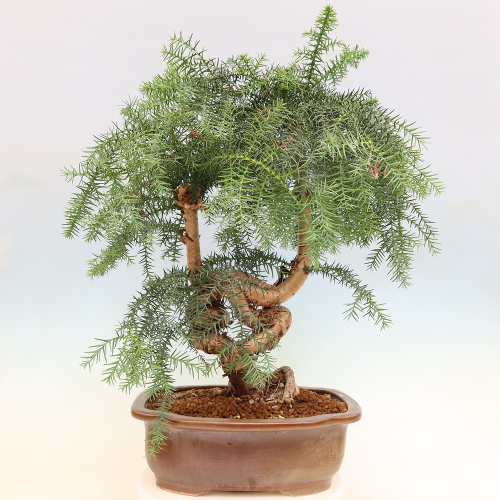 Bonsai domowe – araukaria – domowa sosenka