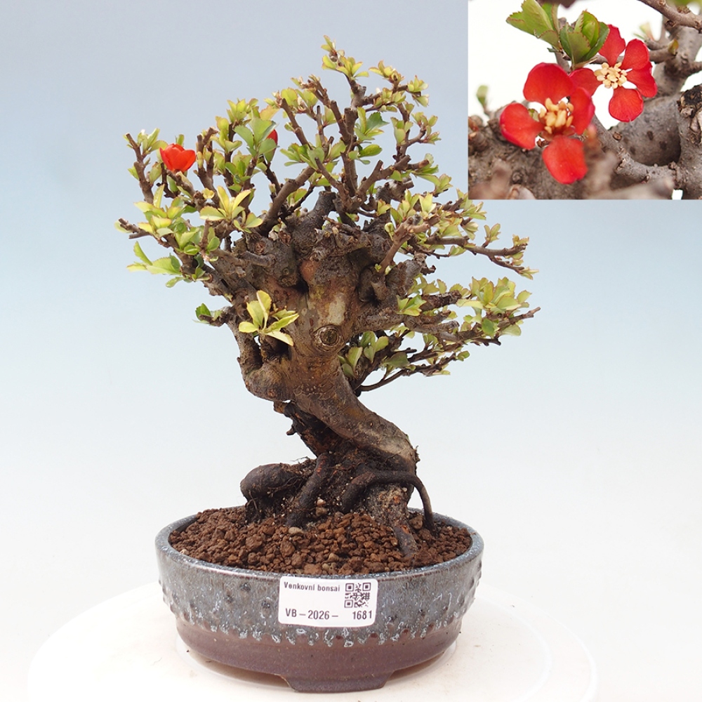 Bonsai zewnętrzne - Chaneomeles speciosa - Pigwa