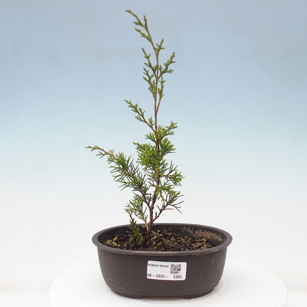 Outdoor bonsai - Juniperus chinensis Itoigawa - Jałowiec chiński