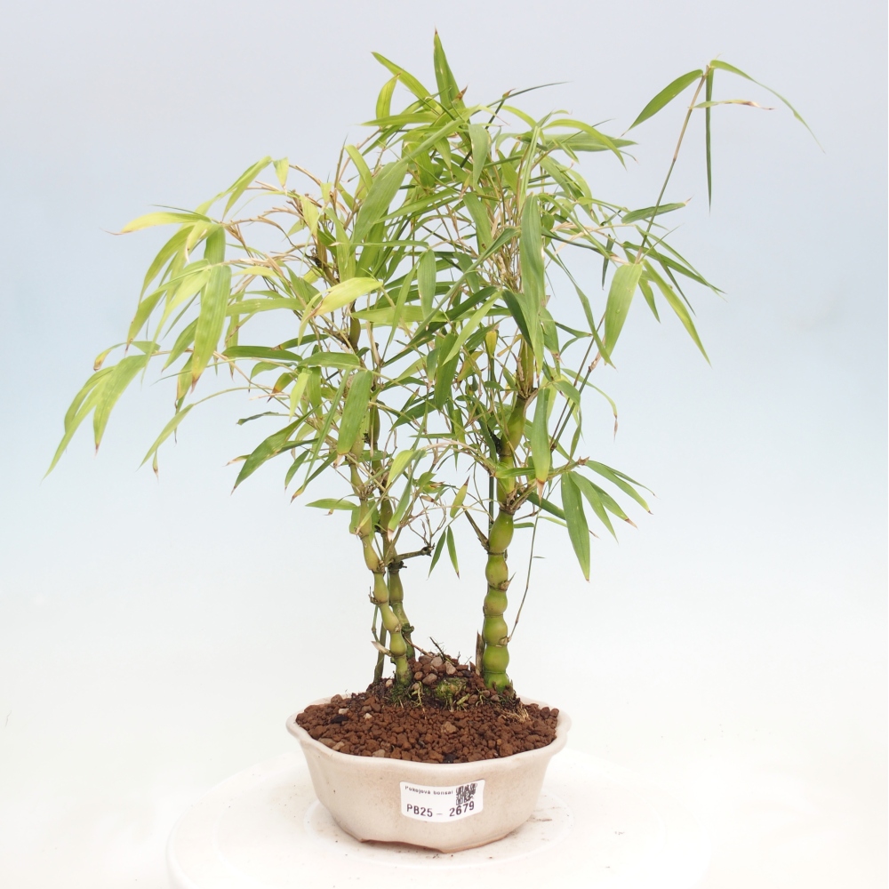 Bonsai wewnętrzne - Bambusowy Budda - Brzuch Bambusowego Buddy
