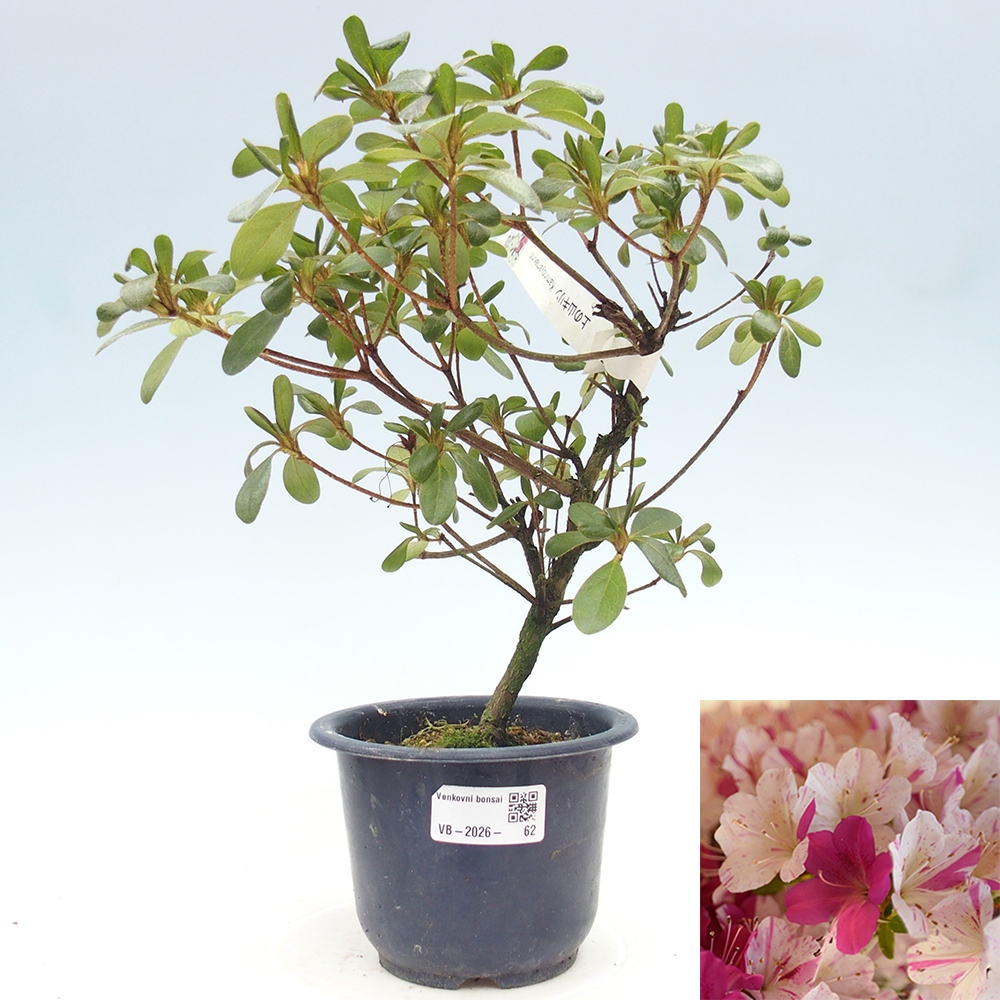 Bonsai zewnętrzne - Azalia japońska - Azalia Kaminoyamakirin