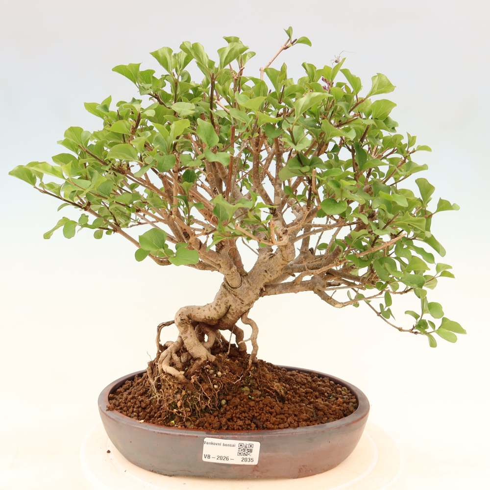 Outdoor bonsai - Syringa microphylla - liliowiec drobnokwiatowy