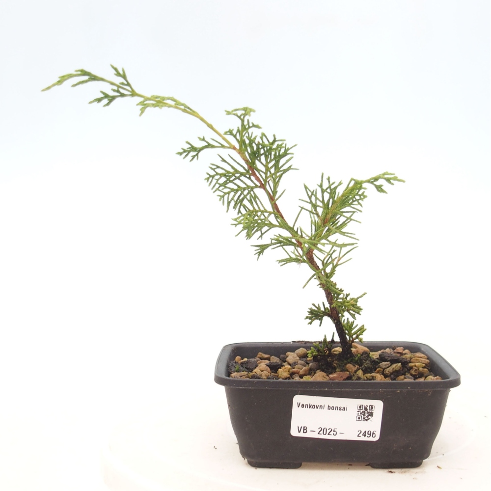 Outdoor bonsai - Juniperus chinensis Itoigawa - Jałowiec chiński