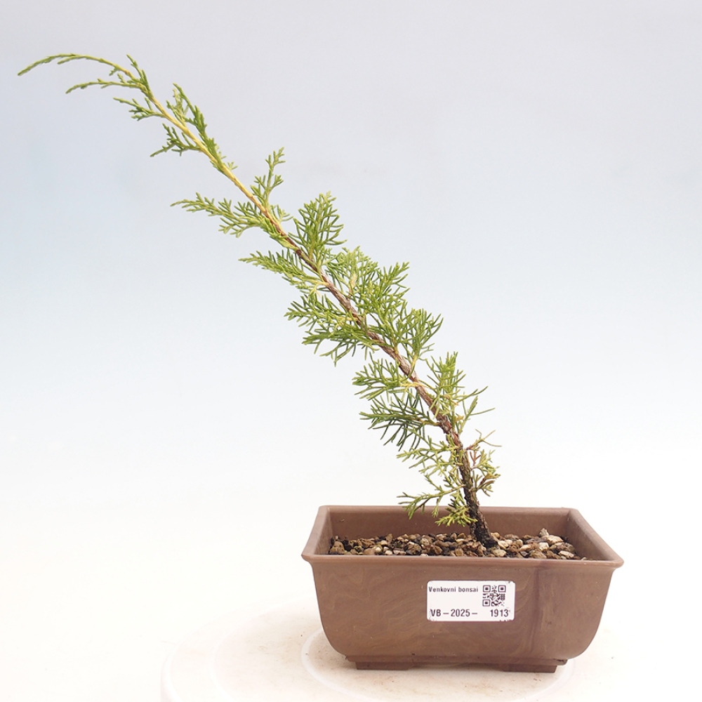 Outdoor bonsai - Juniperus chinensis Itoigawa - Jałowiec chiński