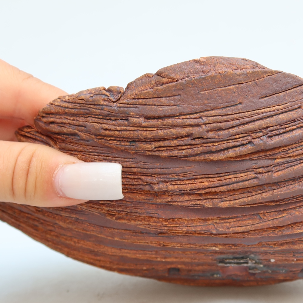 Ceramiczna skorupa  24 x 17 x 6,5 cm, kolor brązowy