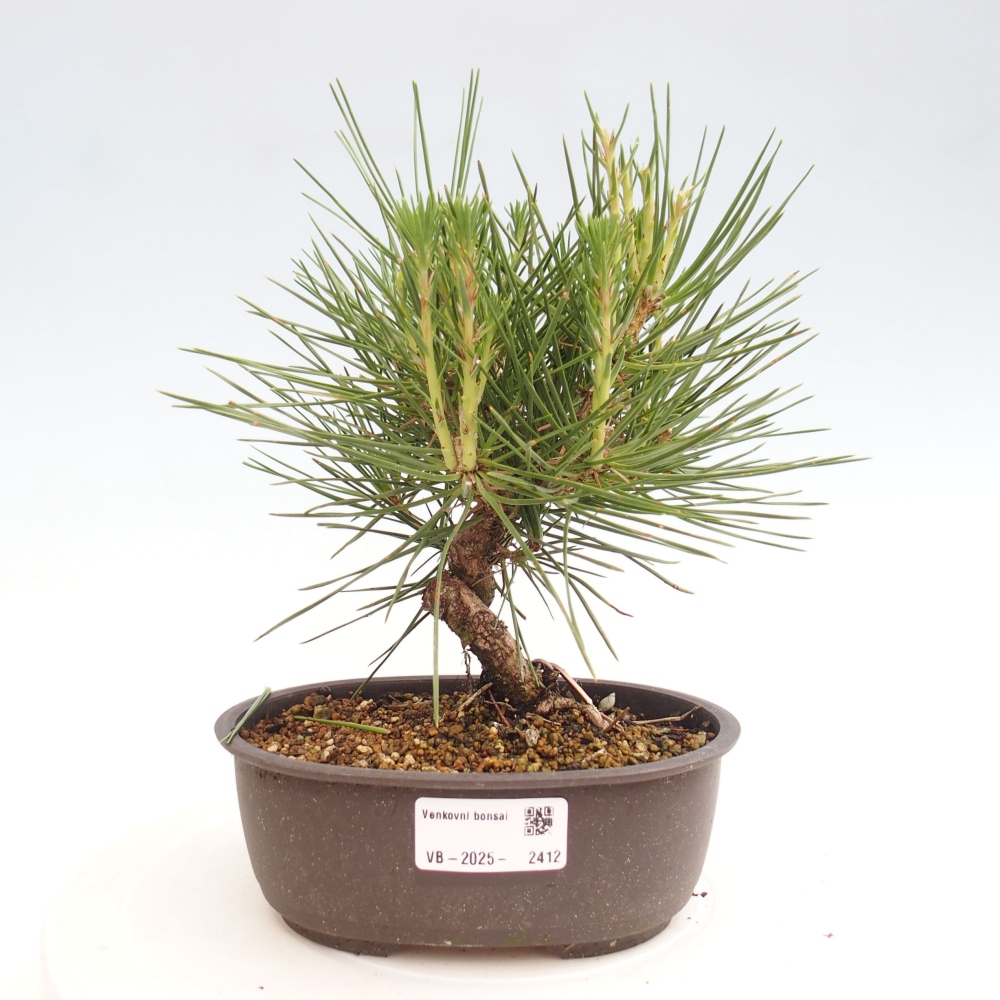 Bonsai ogrodowe - Pinus thunbergii - Sosna Thunbergia
