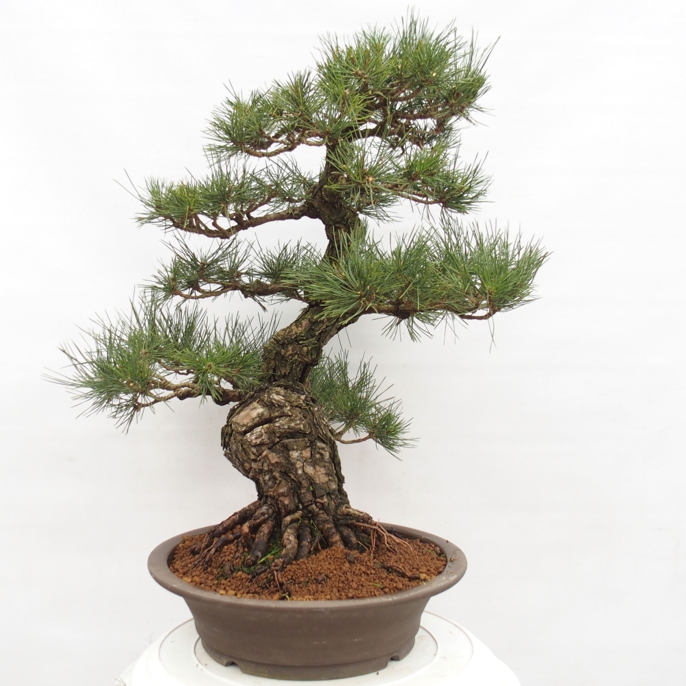 Bonsai ogrodowe - Pinus thunbergii - Sosna Thunberg