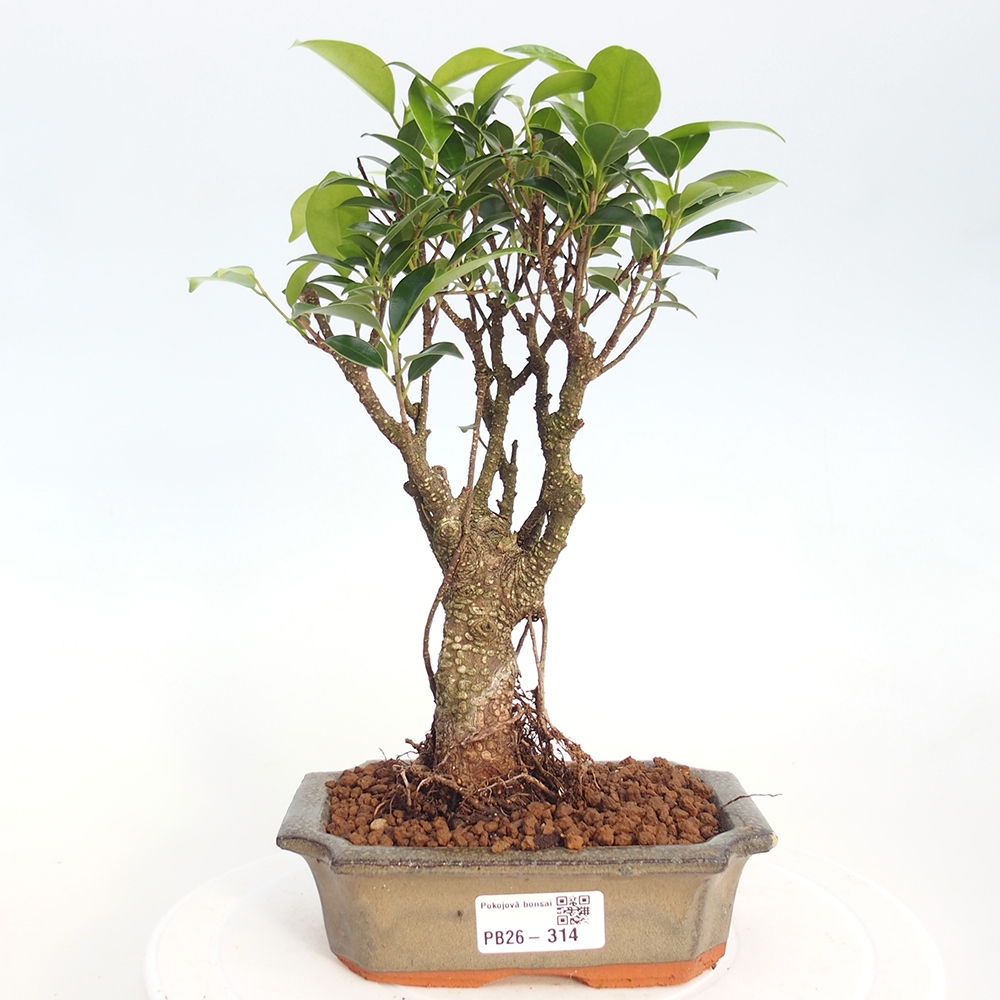 Pokój bonsai - Ficus retusa - figowiec drobnolistny
