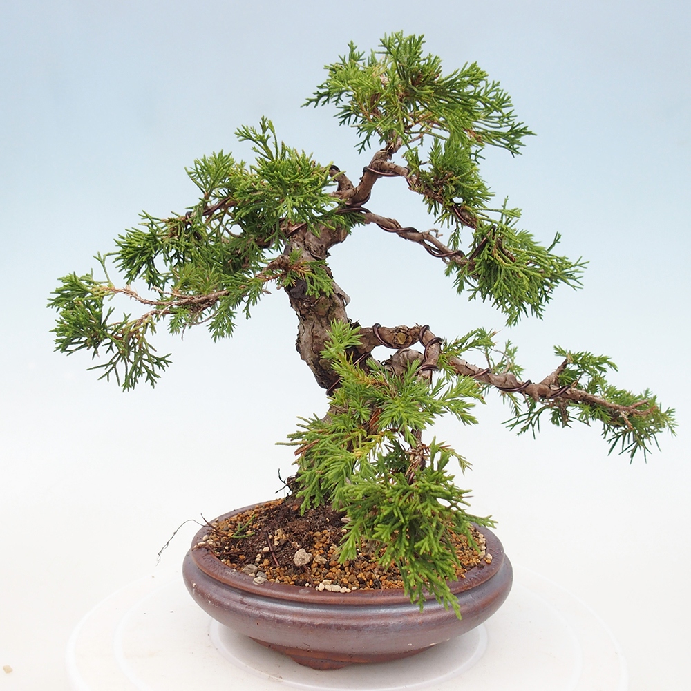 Outdoor bonsai - Juniperus chinensis Itoigawa - Jałowiec chiński