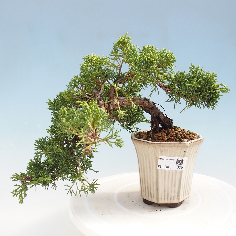 Bonsai zewnętrzne - Juniperus chinensis Kishu - Jałowiec chiński