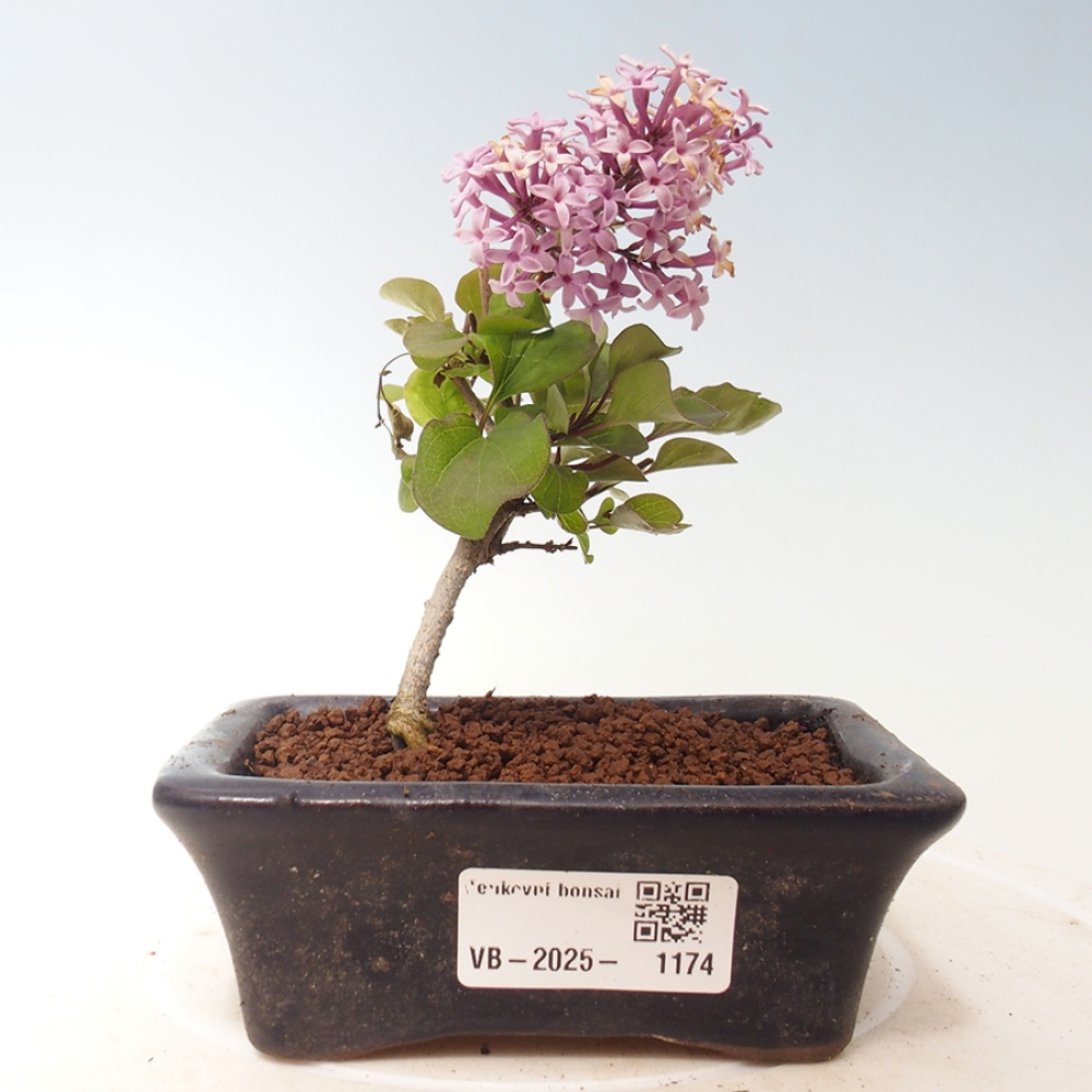 Bonsai zewnętrzne - Syringa Meyeri Palibin - Liliowy Meyera