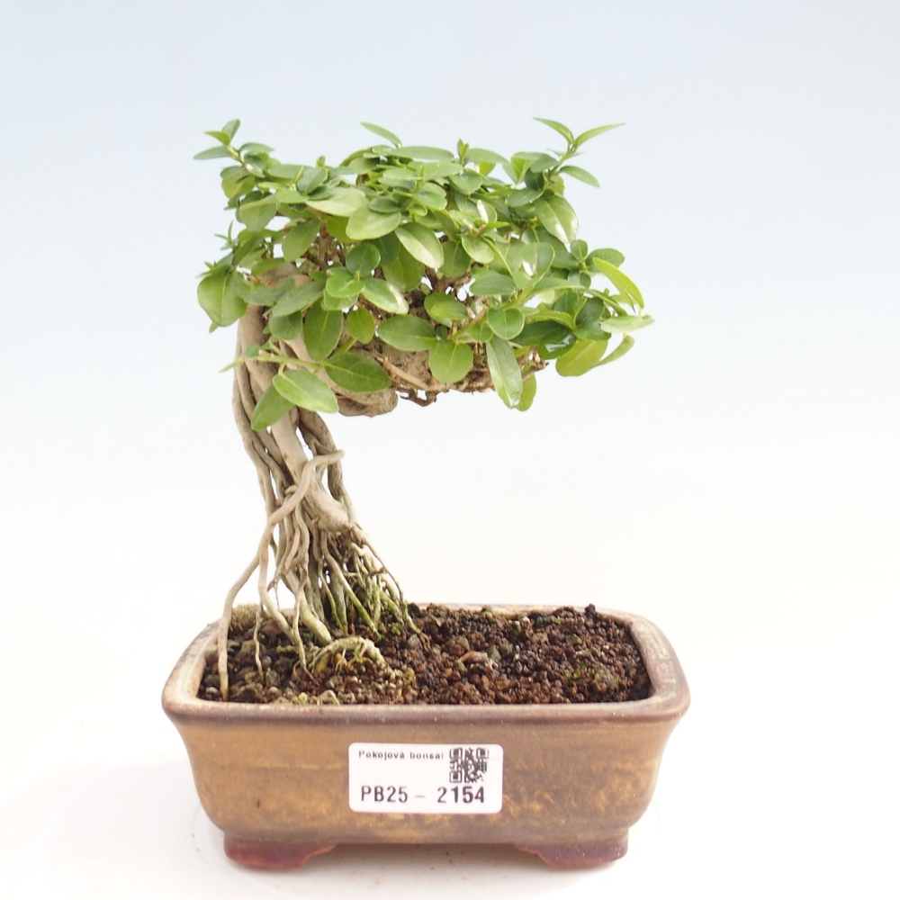 Bonsai wewnętrzne - Premna serratifolia - Kozlovon drobnolistny