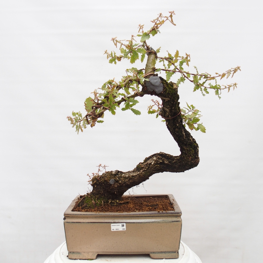 Yamadori - Quercus Ilex - Dąb ostrokrzewowy
