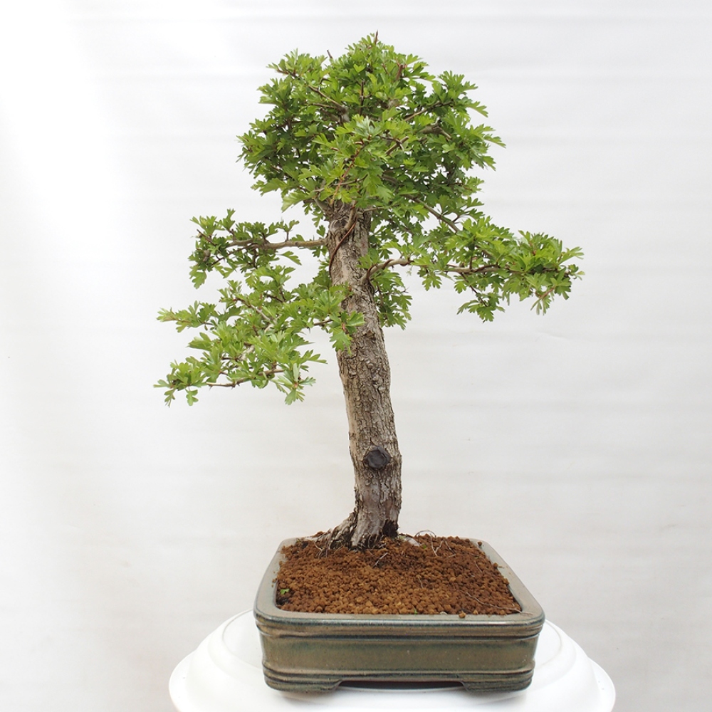 Bonsai zewnętrzne - Głóg - Crataegus monogyna