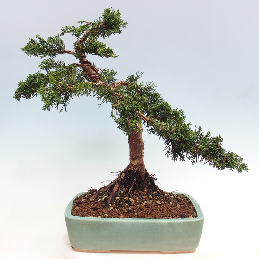 Outdoor bonsai - Juniperus chinensis Kishu - chiński jałowiec
